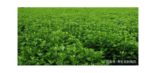 华西攀威弘扬中医药文化，保护国民健康